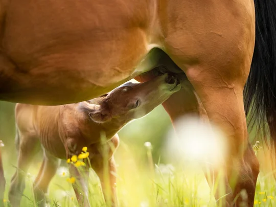 Emil erzählt aus dem nachhaltigen Hotel in Österreich. Fohlen säugt von Stute in sommerlicher Wiese mit gelben Blumen