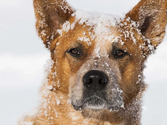 Emil erzählt aus dem nachhaltigen Hotel in Österreich. Brauner Hund mit Schnee bedeckt liegend im tiefen Schnee