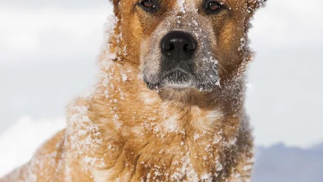 Brauner Hund mit Schnee bedeckt liegend im tiefen Schnee