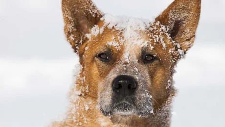 Brown dog covered in snow lying in deep snow