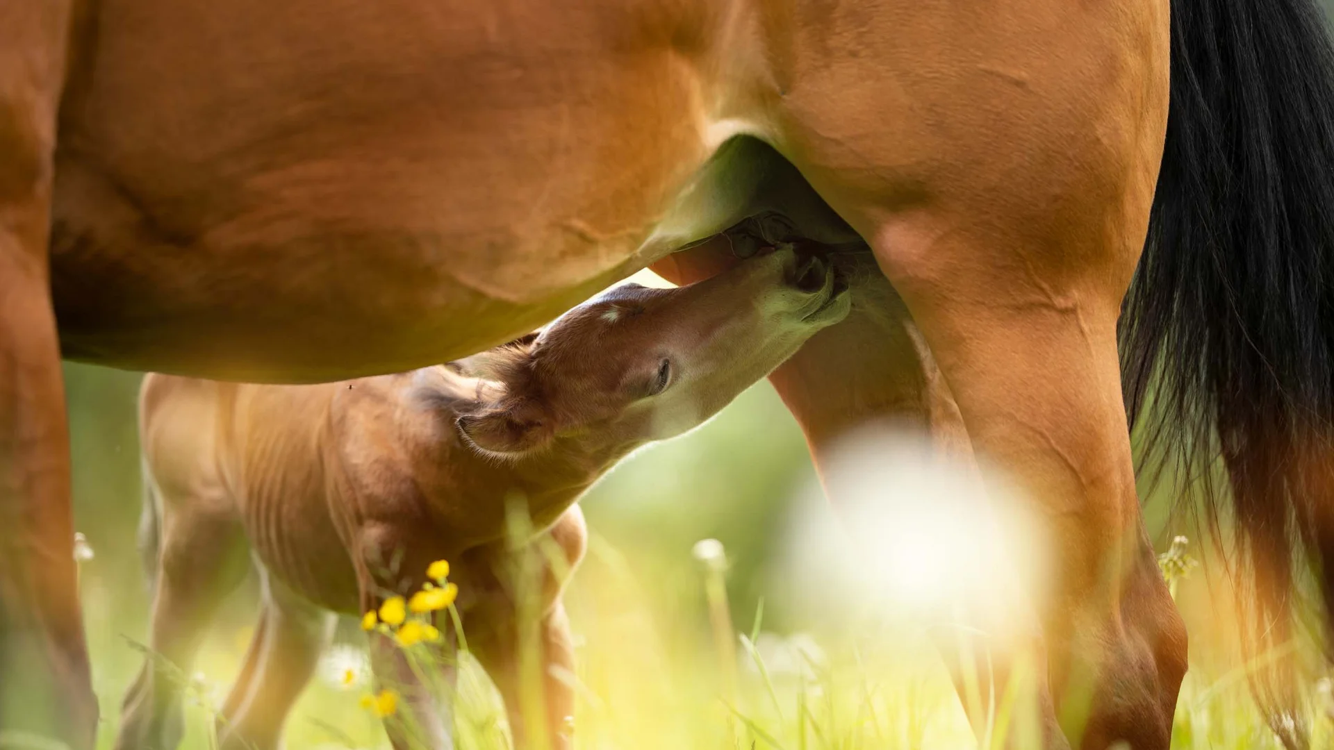 Familienhotel mit Ponyreiten am Achensee | Wiesenhof Pertisau Fohlen säugt von Stute in sommerlicher Wiese mit gelben Blumen