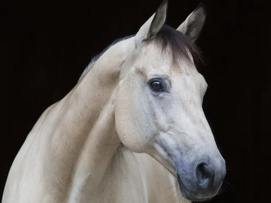 Emil erzählt aus dem nachhaltigen Hotel in Österreich. Nahaufnahme eines cremefarbenen Pferdes vor schwarzem Hintergrund