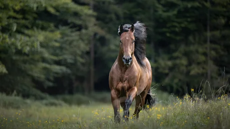 Brown horse running through green meadow with forest background