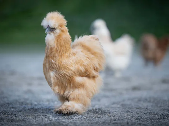 Emil erzählt aus dem nachhaltigen Hotel in Österreich. Flauschiges Seidenhuhn auf einem Kiesweg mit unscharfem Hintergrund