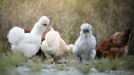 Group of different Silkie chickens on grass outdoors