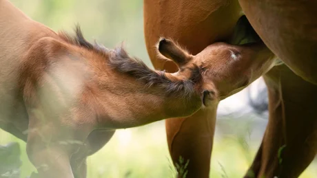 Fohlen trinkt Milch bei der Mutterstute auf einer grünen Wiese