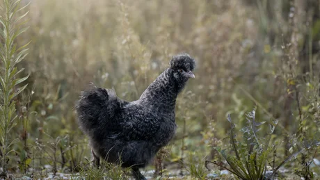 Black chicken with curly feathers standing in wild grass