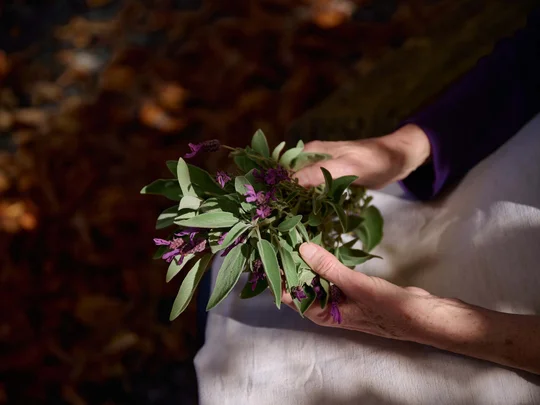Das 4-Sterne-Hotel am Achensee: der Wiesenhof Hände halten frische Salbeiblätter mit lila Blüten vor dunklem Hintergrund