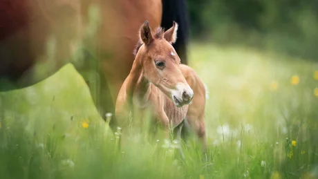 Fohlen steht auf einer Wiese neben einem Pferd