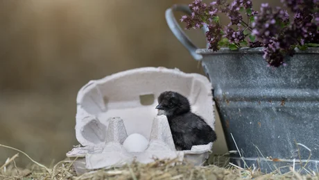 Chick sitting next to an egg in an egg carton on straw beside a metal flower pot