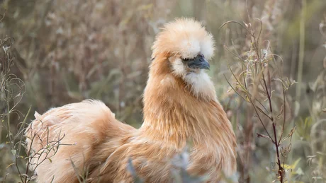 Braunes Seidenhuhn steht im Gras mit unscharfem Hintergrund