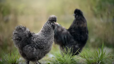 Two black Silkie chickens outdoors on grass and gravel surface