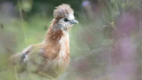 Young feathered bird with bushy head in soft green and purple surroundings