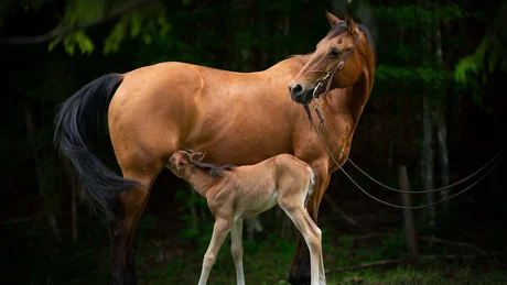 Fohlen saugt Milch von seiner Mutter, einer braunen Stute im Wald