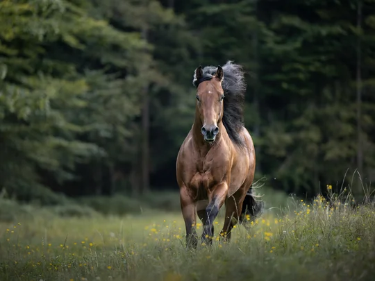 Emil erzählt aus dem nachhaltigen Hotel in Österreich. Braunes Pferd galoppiert durch eine Blumenwiese vor einem Wald