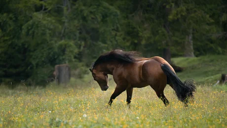 Brown horse with black mane in a flowering meadow with trees in background