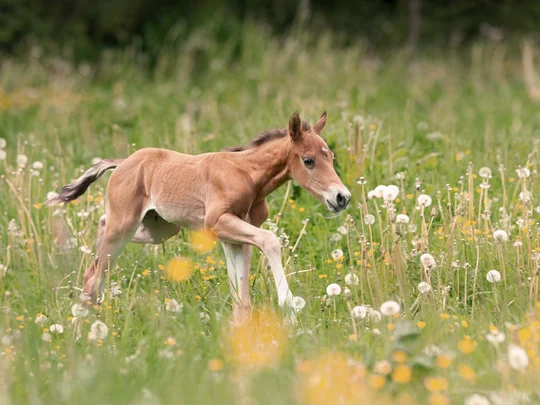 Emil erzählt aus dem nachhaltigen Hotel in Österreich. Fohlen läuft über blühende Wiese mit Löwenzahn und grünen Bäumen