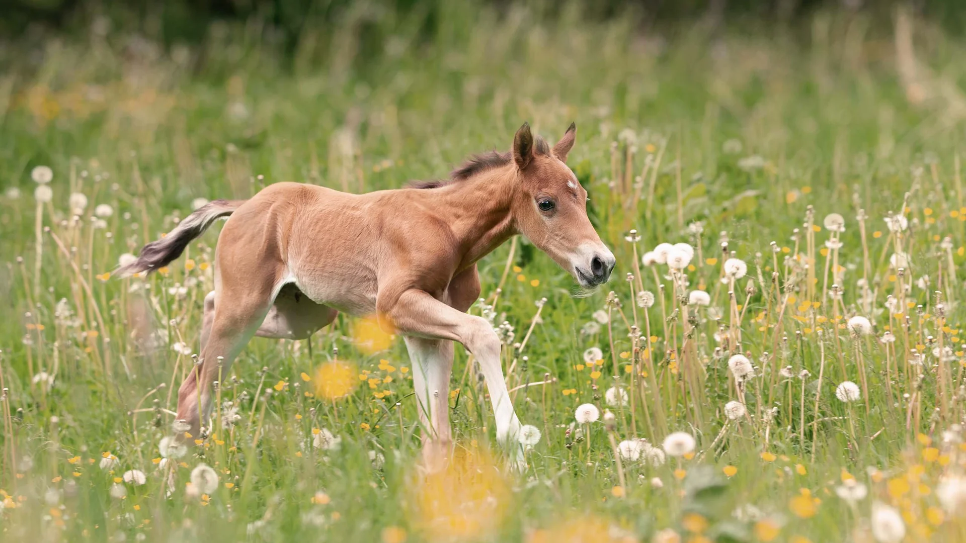Familienhotel mit Ponyreiten am Achensee | Wiesenhof Pertisau Fohlen läuft über blühende Wiese mit Löwenzahn und grünen Bäumen