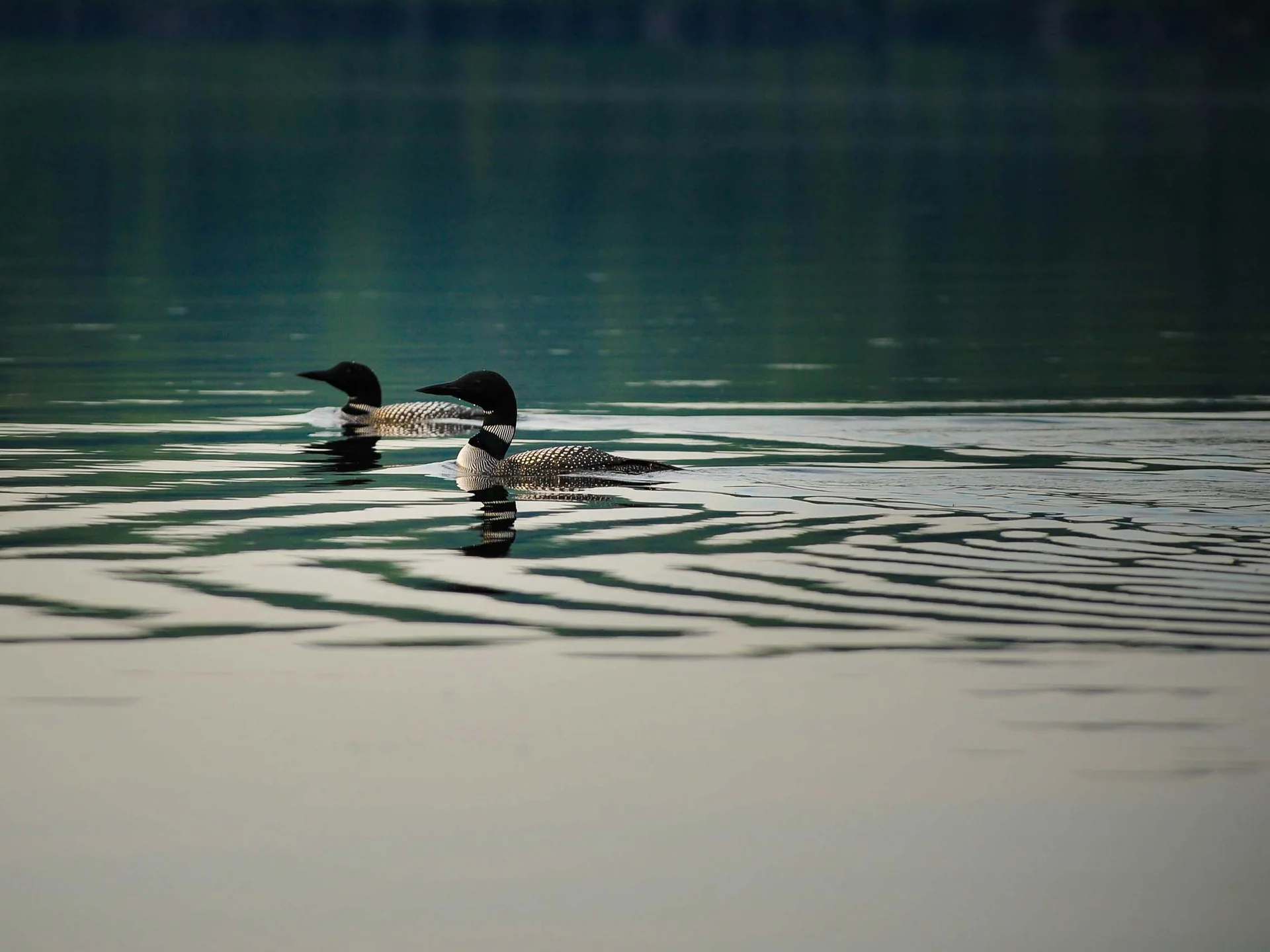 Zwei Schwäne schwimmen auf ruhigem See mit reflektierendem Wasser