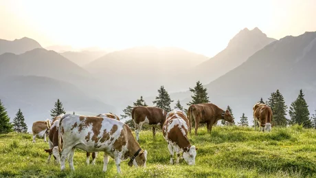 Kühe grasen auf grüner Bergwiese bei Sonnenaufgang mit Bergen im Hintergrund