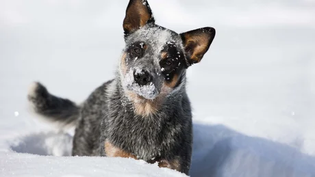 Australian Cattle Dog mit verschneitem Gesicht im Schnee