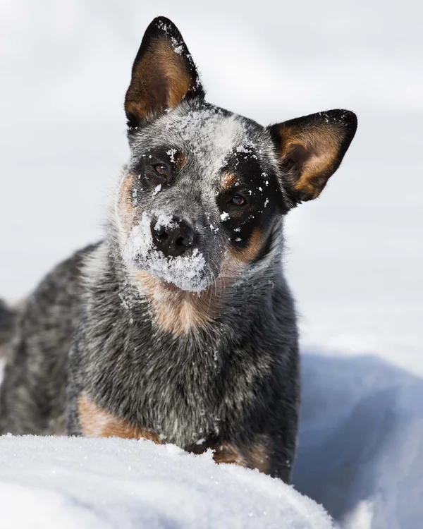 Der Wiesenhof in Pertisau und die Familie Entner mit Team Australian Cattle Dog mit verschneitem Gesicht im Schnee