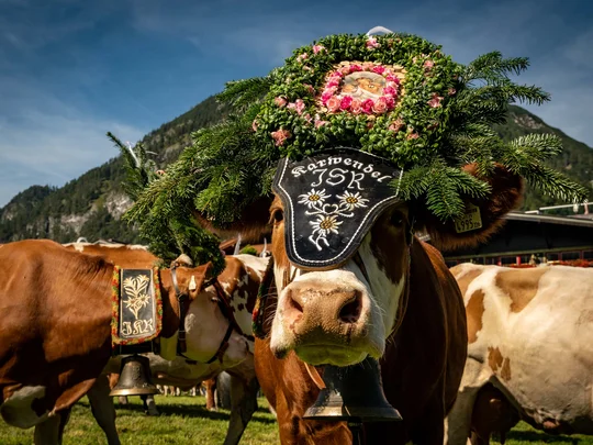 Sehenswürdigkeiten am Achensee rund um den Wiesenhof Kuh mit prächtiger Blumen- und Tannenschmuck und Glocke auf Almwiese