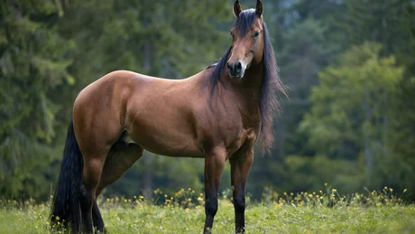 Brown horse standing in a meadow with forest in the background