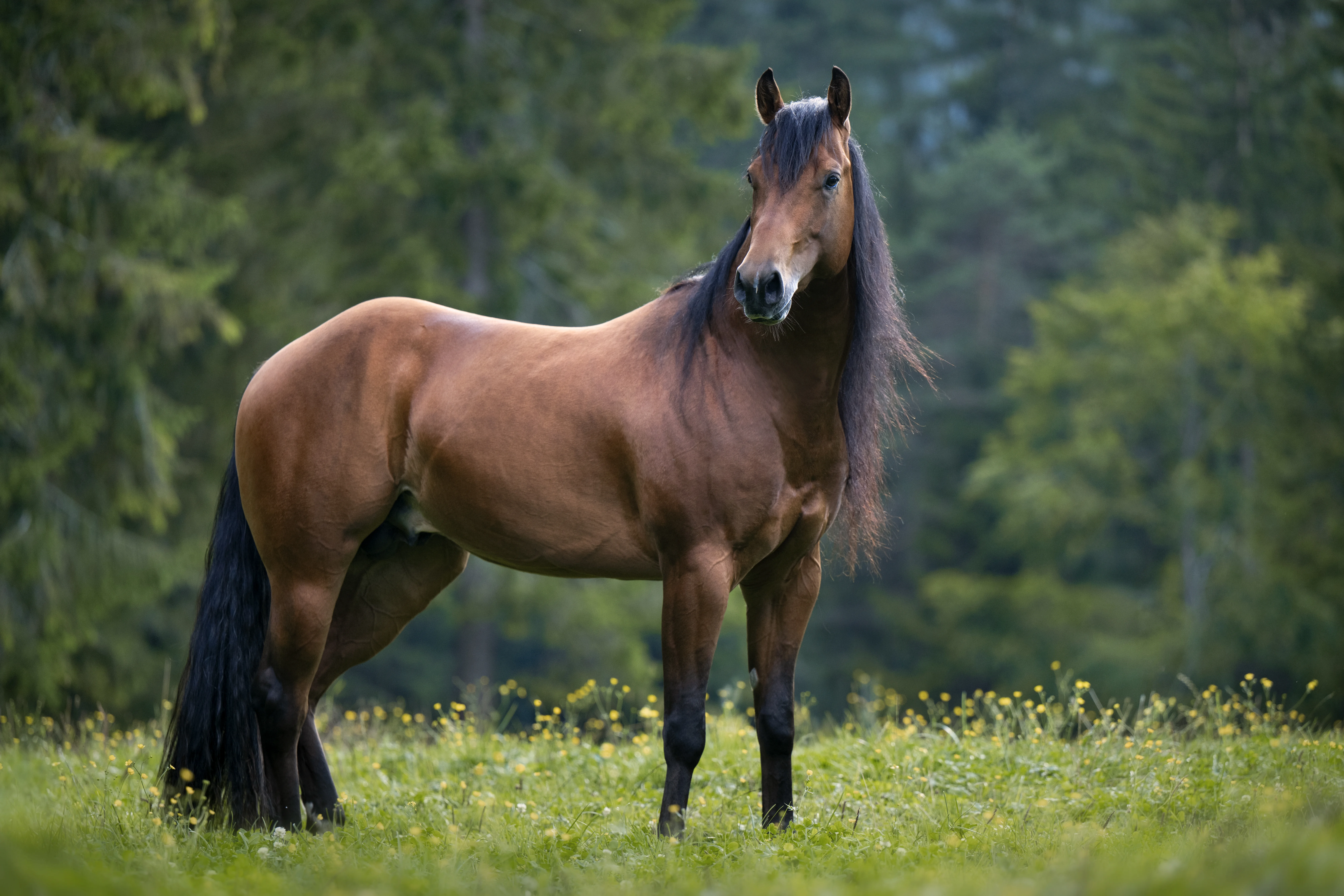 Familienhotel mit Ponyreiten am Achensee | Wiesenhof Pertisau Braunes Pferd steht auf einer Blumenwiese mit Wald im Hintergrund