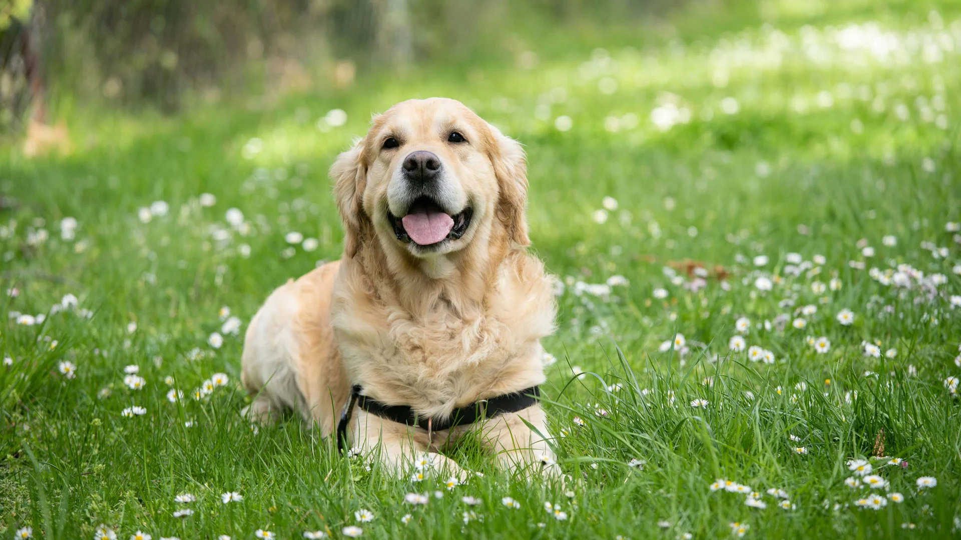 Auf ins Hotel am Achensee – mit Hund! Glücklicher Golden Retriever liegt im grünen Gras mit kleinen weißen Blumen