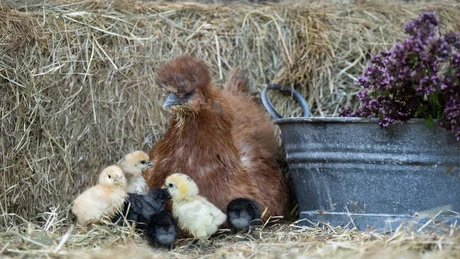 Hen with chicks in front of hay bales next to a flower pot in barn
