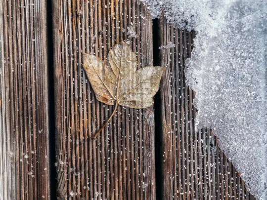 Auf in ein romantisches Hotel in Tirol Getrocknetes Blatt auf Holzplanken neben schmelzendem Schnee