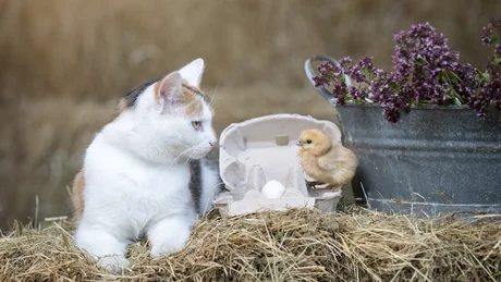 Cat looking at chick on hay bale beside egg carton and flower bucket
