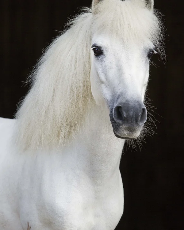 Der Wiesenhof in Pertisau und die Familie Entner mit Team Nahaufnahme eines weißen Ponys mit flauschiger Mähne vor dunklem Hintergrund