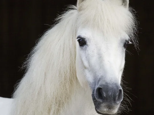 Emil erzählt aus dem nachhaltigen Hotel in Österreich. Nahaufnahme eines weißen Ponys mit flauschiger Mähne vor dunklem Hintergrund