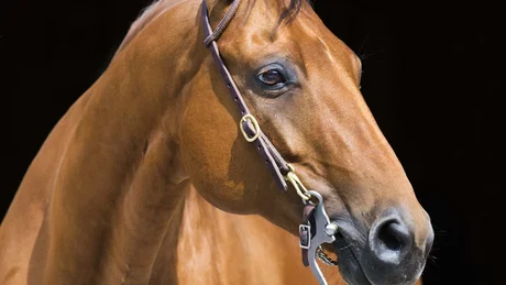 Braunes Pferd mit Zaumzeug vor schwarzem Hintergrund