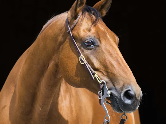 Emil erzählt aus dem nachhaltigen Hotel in Österreich. Braunes Pferd mit Zaumzeug vor schwarzem Hintergrund