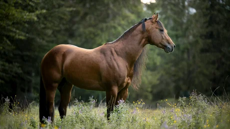 Brown horse standing in a meadow with green plants and trees in the background