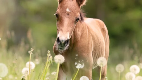 Young brown foal standing in a field of dandelions