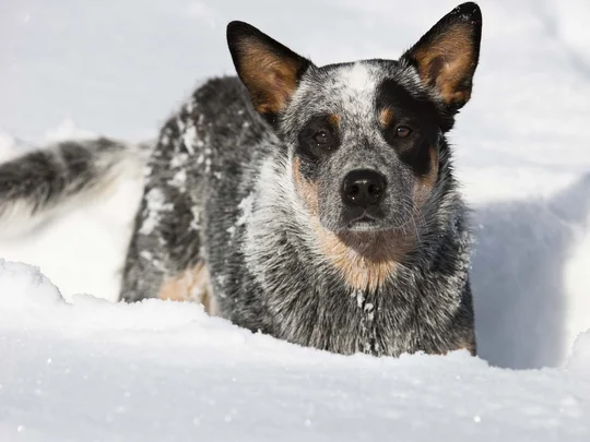 Emil erzählt aus dem nachhaltigen Hotel in Österreich. Australian Cattle Dog liegt im Schnee mit aufmerksamer Miene