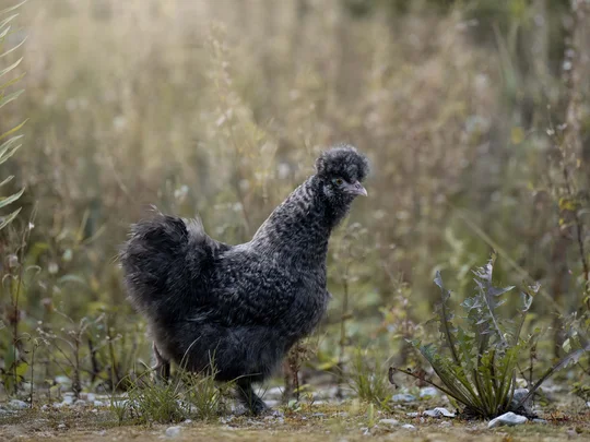 Emil erzählt aus dem nachhaltigen Hotel in Österreich. Schwarzes Hühnchen mit flauschigem Gefieder auf Wiese