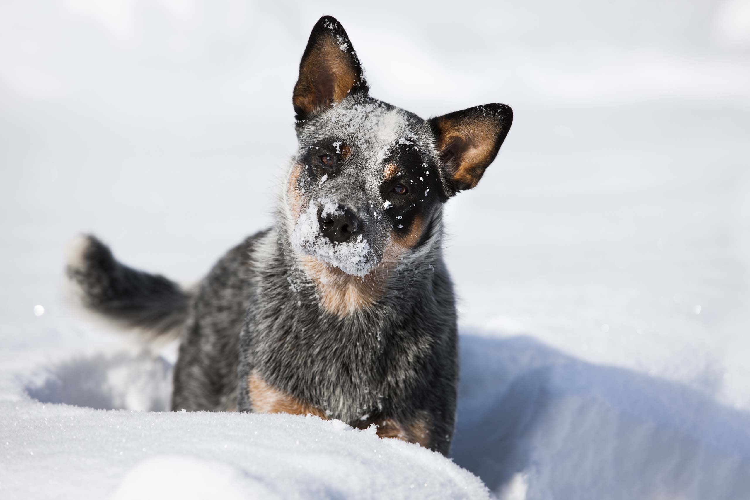 Auf ins Hotel am Achensee – mit Hund! Australian Cattle Dog mit verschneitem Gesicht im Schnee