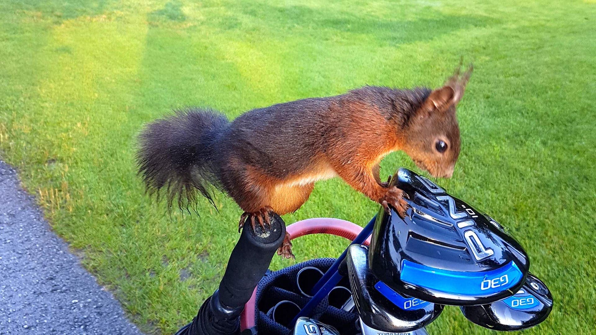 Eichhörnchen auf einem Golfschläger.