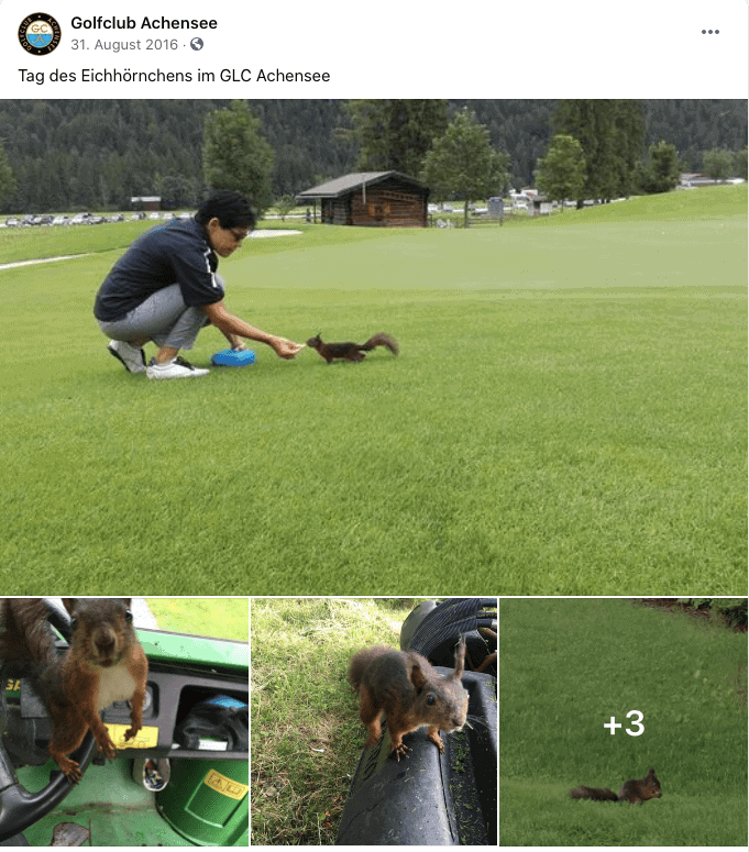 Eichhörnchen am Golfplatz Achensee