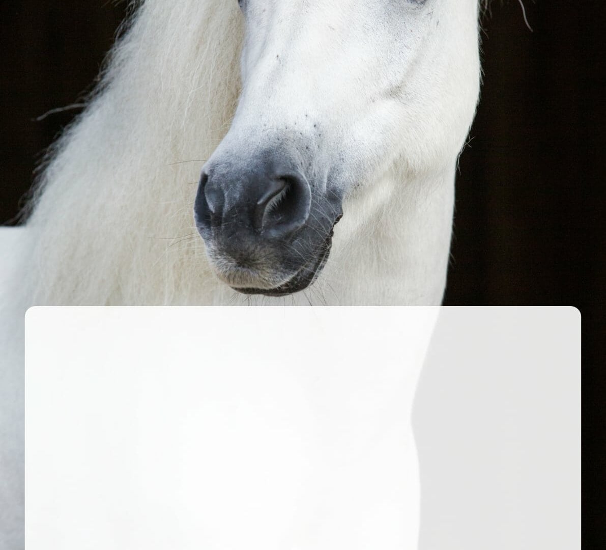 Weißes Pferd mit langem Fell