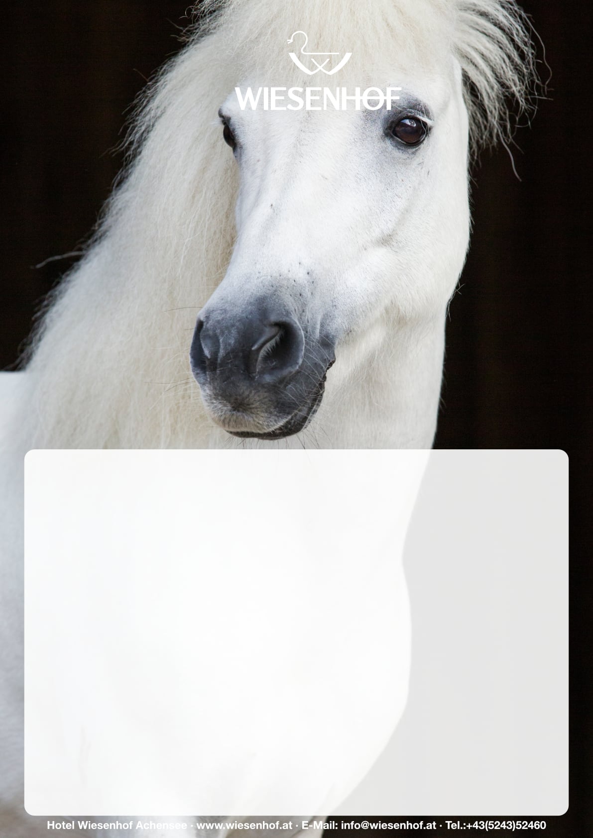 Weißes Pferd mit langem Fell