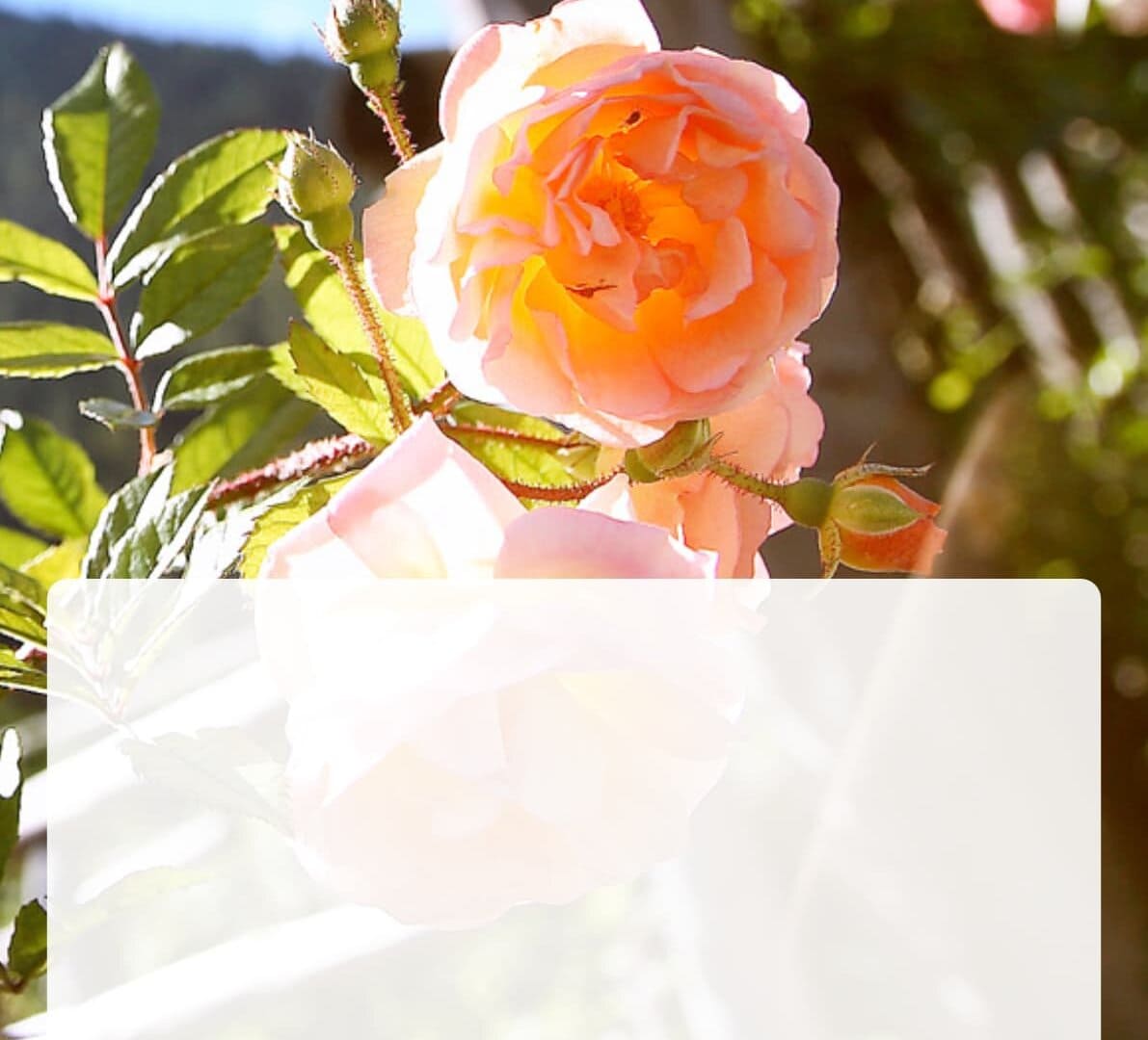 Rosenblüte im Hotelgarten Wiesenhof