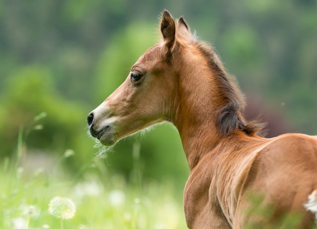 horse riding holidays,austria,achensee