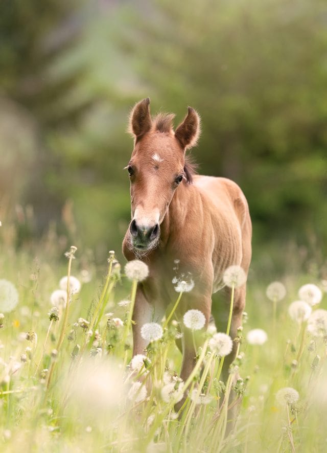 horse riding holidays,austria,achensee