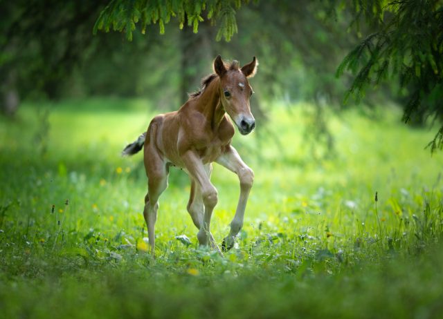 horse riding holidays,austria,achensee